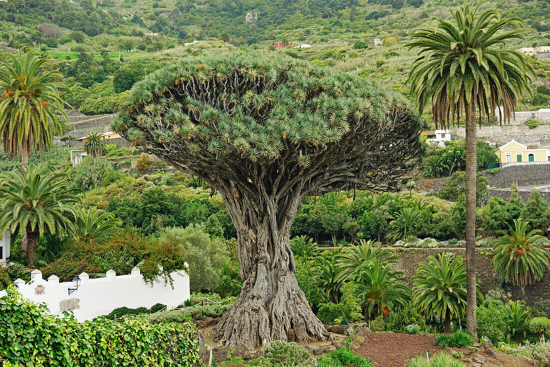 El Drago Milenario Thousand-Year-Old Dragon Tree, Icod de los Vinos, Tenerife, Canary Islands, Spain, Europe