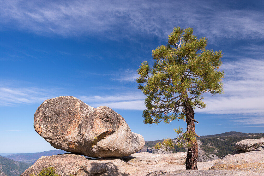 Lone pine tree and boulder on Taft Point above Yosemite Valley, UNESCO World Heritage Site, California, United States of America, North America