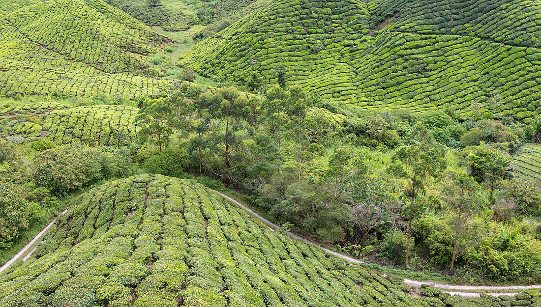 Panoramic view of the tea plantations in the Cameron Highlands, Malaysia, Southeast Asia, Asia