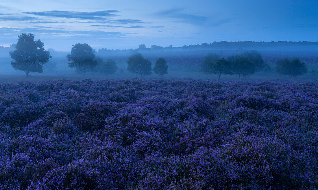 A view of the beautiful heathland with intense heather colours at Westleton Heath, Suffolk, England, United Kingdom, Europe