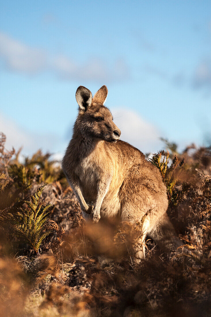 Kangaroo close up in Narawntapu National Park, Tasmania.