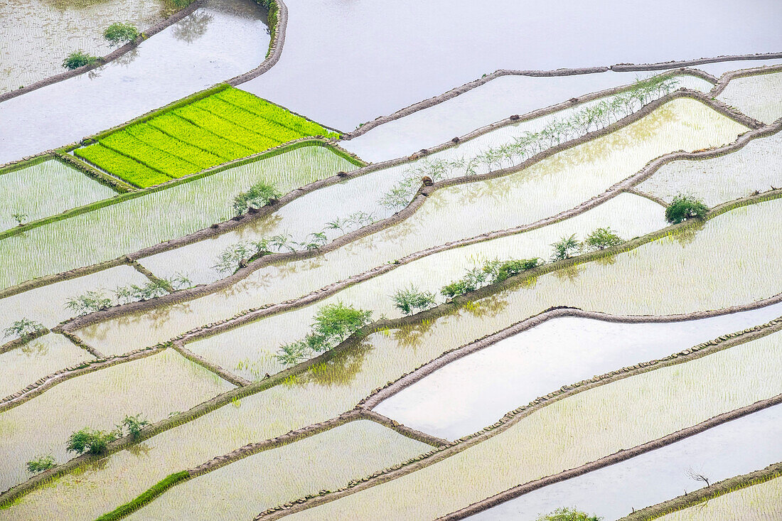 Elevated view of flooded rice terraces during early spring planting season, Batad, Philippines