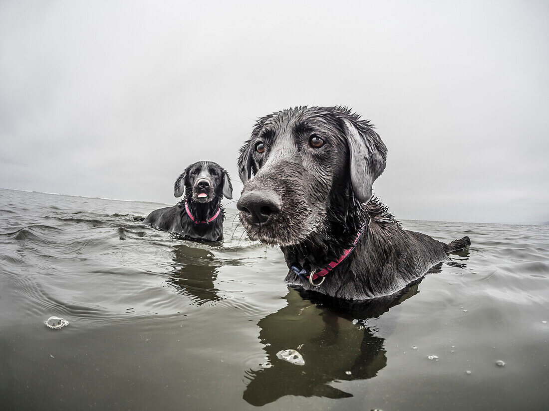 Two dogs play in the water.