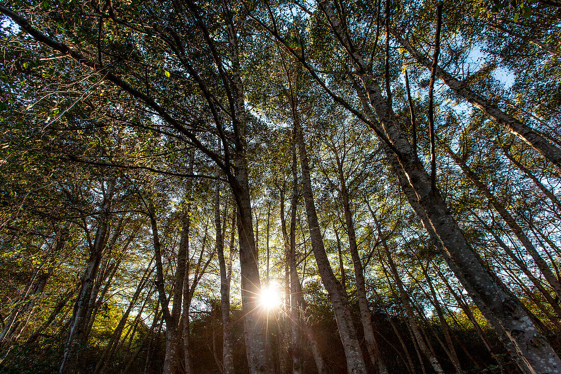 Sun peeks through the trees at Point Reyes National Seashore.