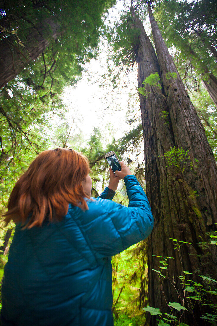 A tourist takes a picture of a giant Redwood Tree near Stout Grove in Jedediah Smith Redwoods State Park.
