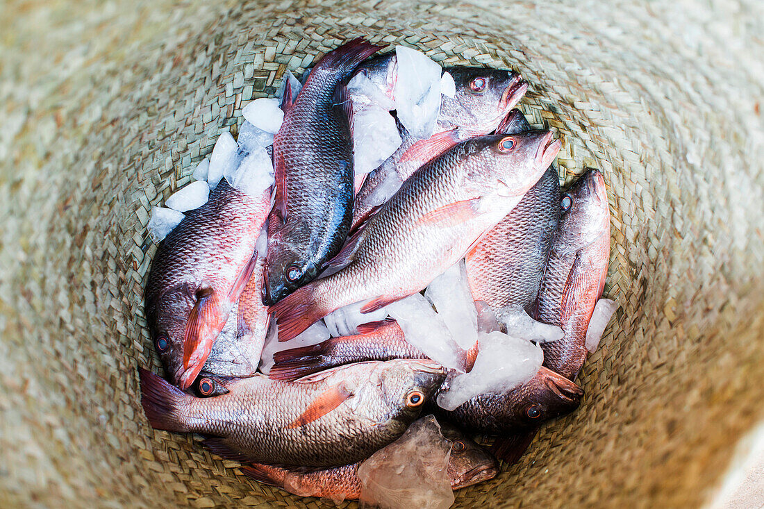 A woven basket full of small red fish on ice.