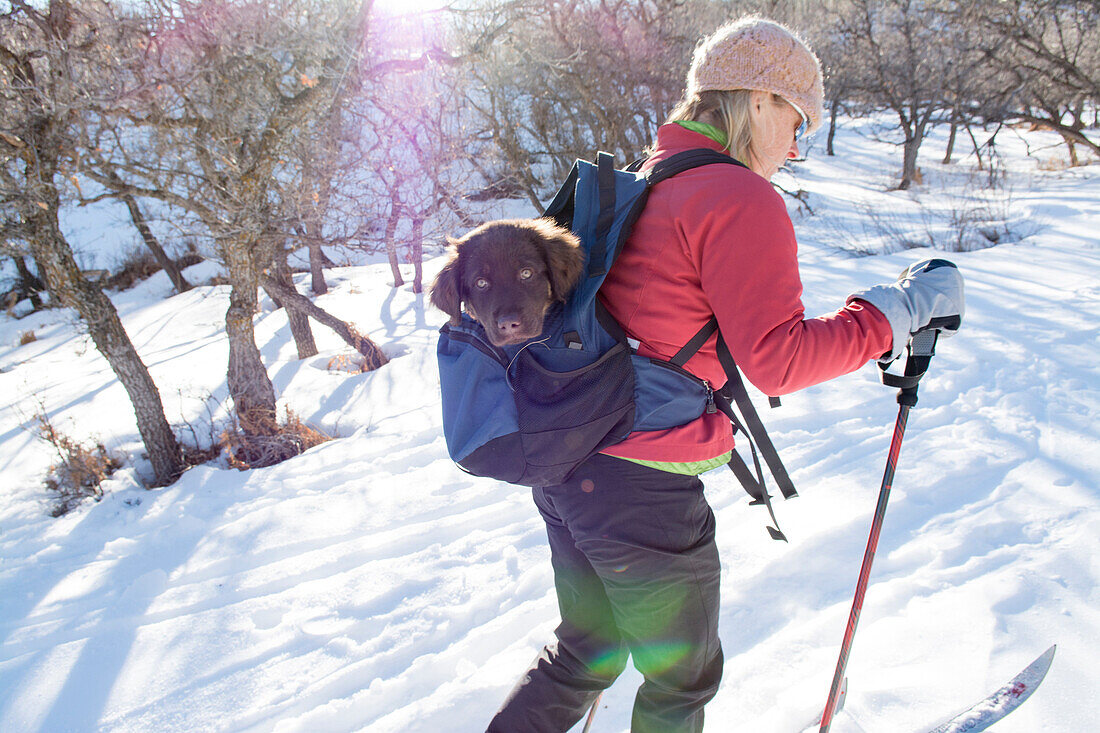A woman  cross country skiing with puppy in a packpack getting a ride, La Plata Canyon, Mayday, Colorado.