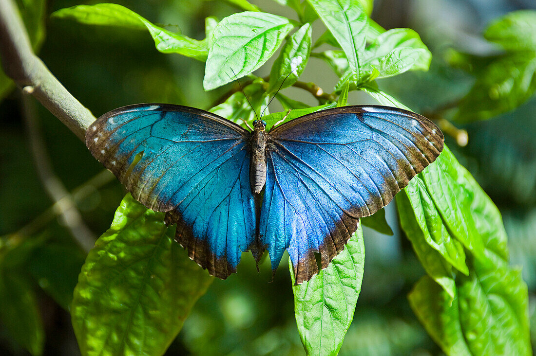 A blue morpho butterfly at the Key West Butterfly and Nature Conservatory in Key West, Florida.