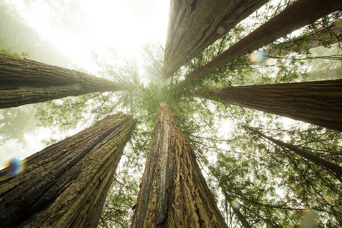 Coast and Redwoods, Northern California