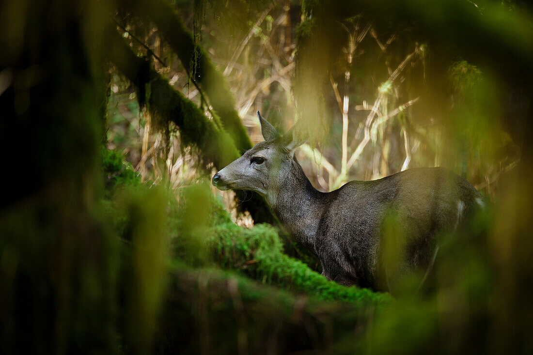 Black-tailed Deer Odocoileus hemionus columbianus in  thick forest, British Columbia, Canada.