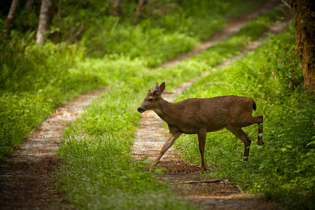 Black-tailed Deer Odocoileus hemionus columbianus crosses a country road.