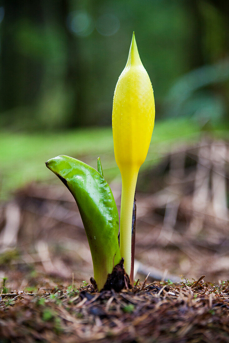 A fresh skunk cabbage Lysichiton americanus grows out of a damp section of forest in British Columbia, Canada.