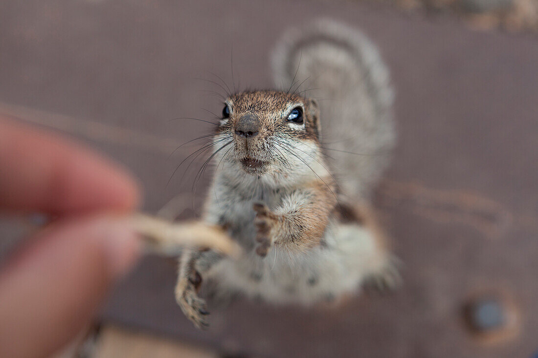 Photo from the above of a squirrel trying to reaching some food from a person's hand