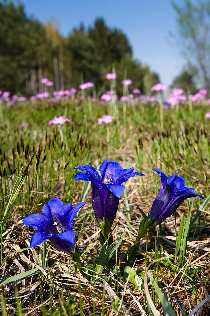 Blumenwiese mit Enzian und Mehlprimeln, Oberbayern, Deutschland