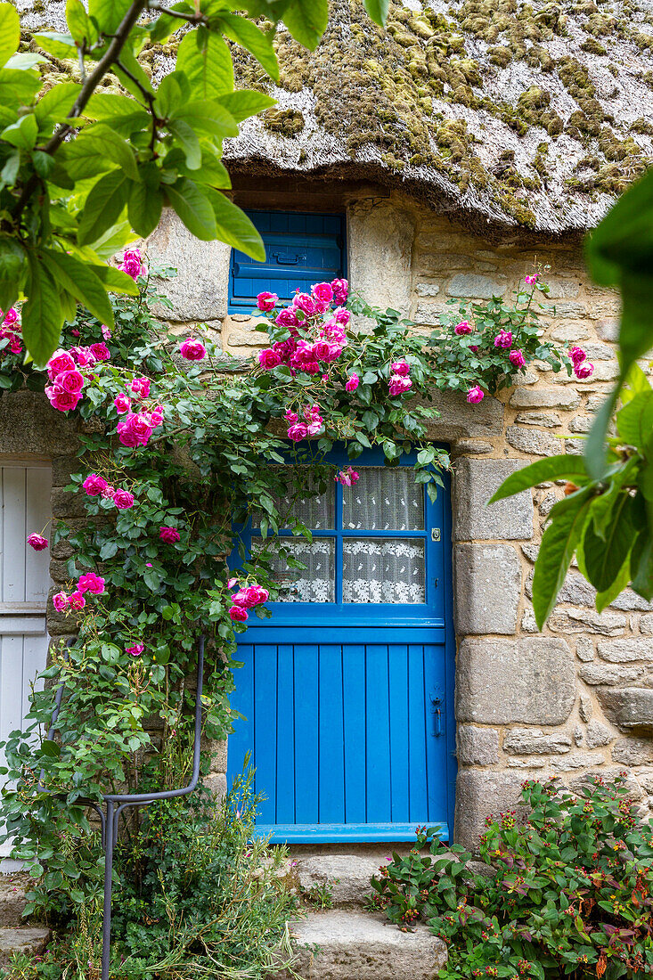 Reetgedecktes Haus, blaue Tür und Fensterläden, Museumsdorf Kerhinet, Naturpark Brière, Bretagne, Frankreich