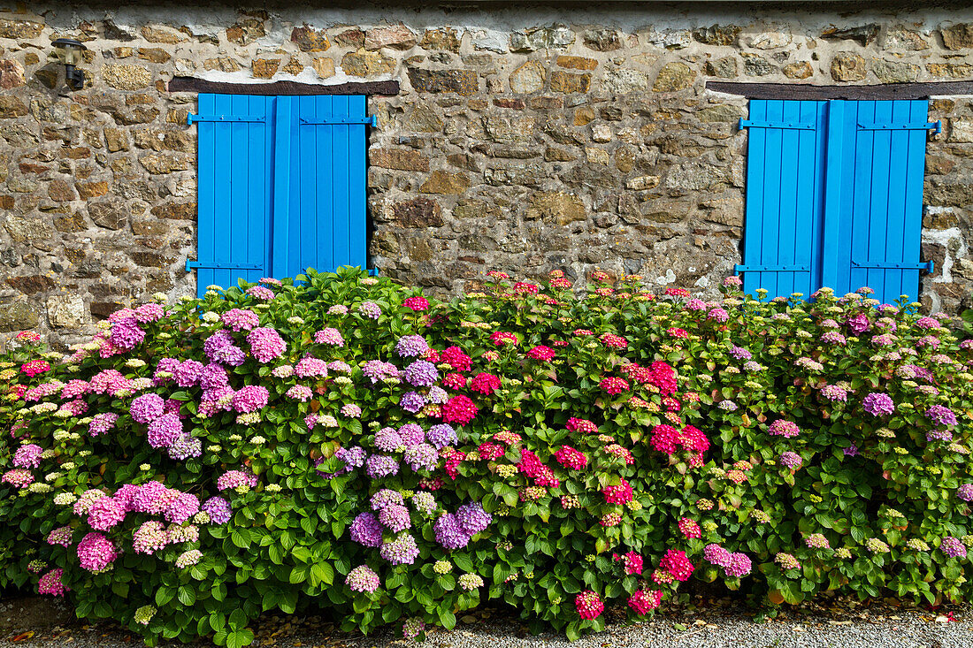 Altes Steinhaus mit blauen Fensterläden und Gartenhortensien, Bretagne, Frankreich