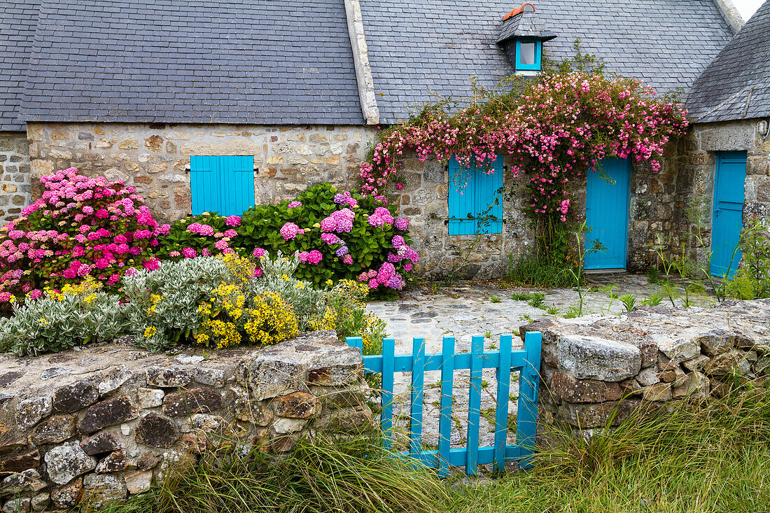 country house with blue blinds and hydrangea flowers, Menesguen, Cap de la Chevre, peninsula, Crozon, Finistère, Bretgane, France
