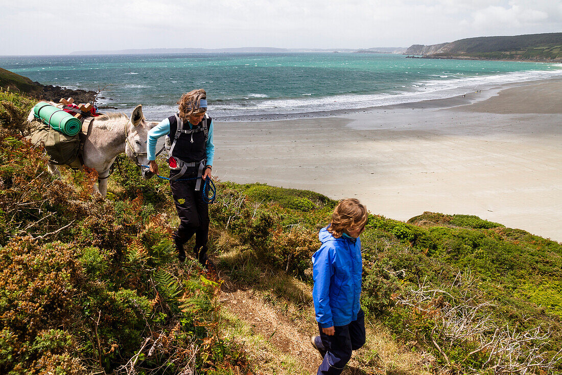 Hiking with a donkey along the coast of Crozon peninsula, Finistère, Brittany, France, Europe