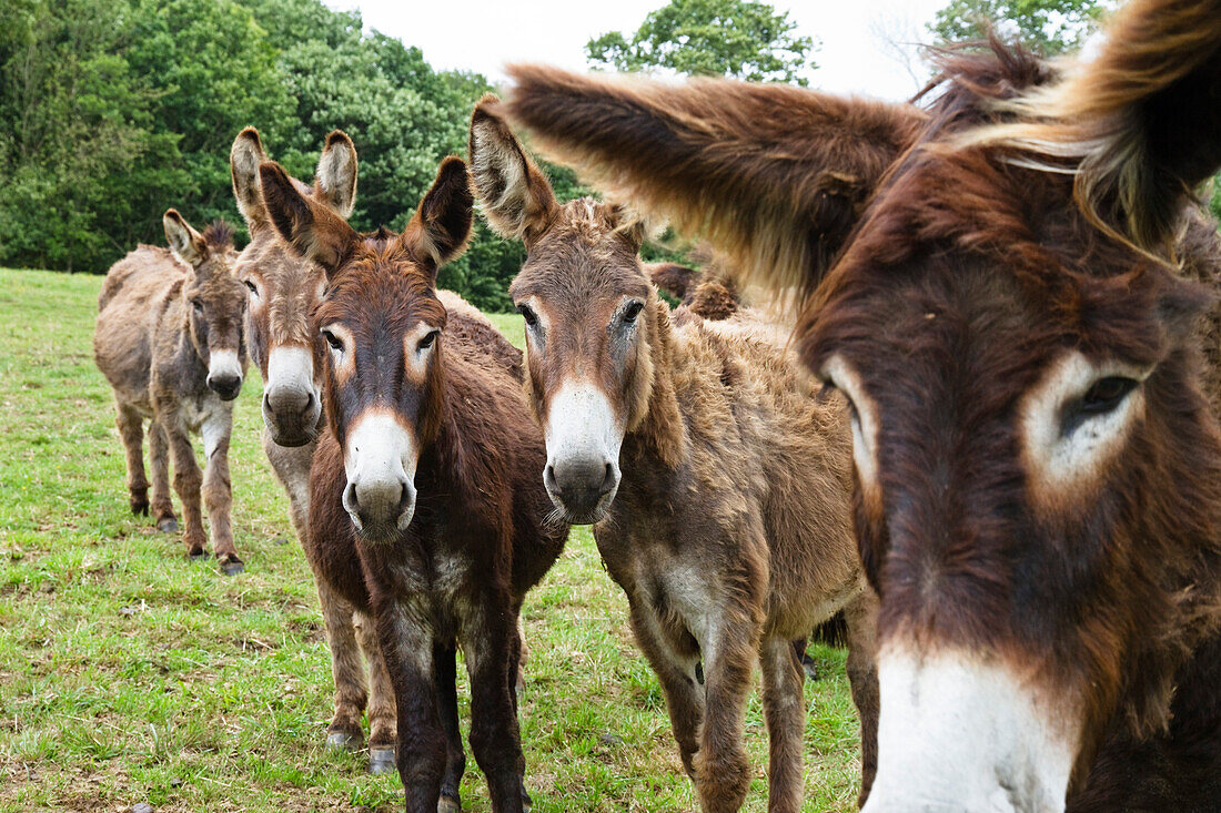 Donkey, Equus asinus, Bretagne, France, Europe