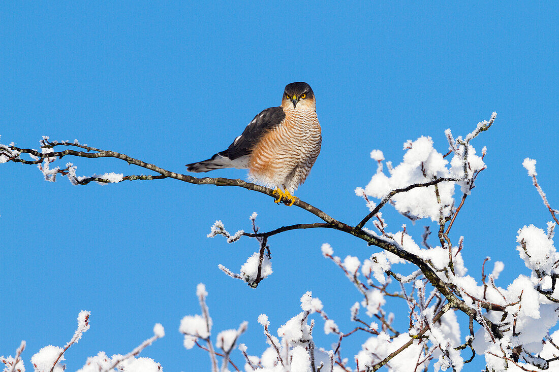 Sparrowhawk male in winter, Accipiter nisus, Upper Bavaria, Germany, Europe