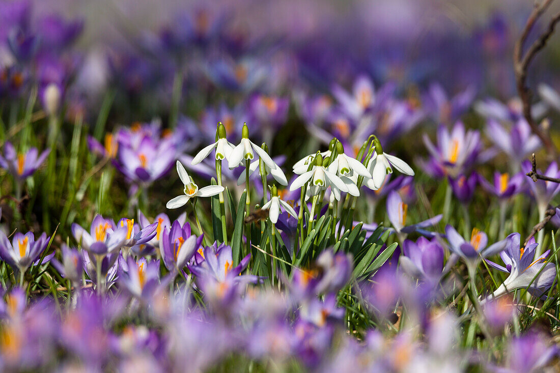 Snowdrops and Crocus in garden, Galanthus nivalis, Bavaria, Germany, Europe