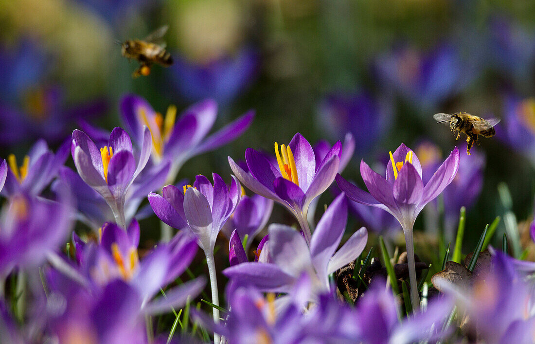 Gartenkrokus in Blüte mit Honigbienen, Crocus spec., Garten, Deutschland