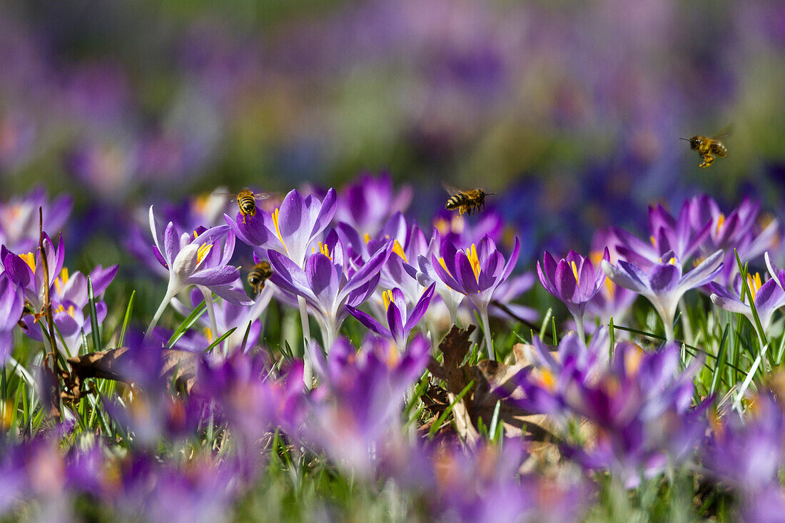 Gartenkrokus in Blüte mit Honigbienen, Crocus spec., Garten, Deutschland