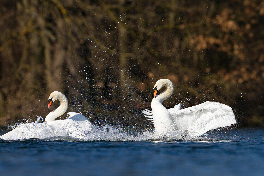 Mute Swans fighting, Cygnus olor, Upper Bavaria, Germany, Europe