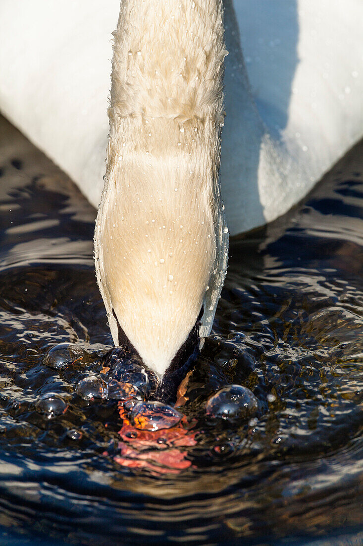 Mute Swan feeding, Cygnus olor, Upper Bavaria, Germany, Europe