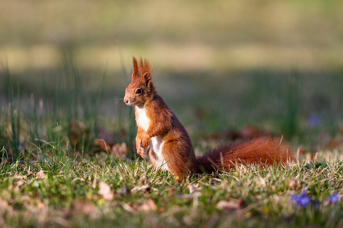 Red Squirrel in flowering meadow, Sciurus vulgaris, Bavaria, Germany, Europa