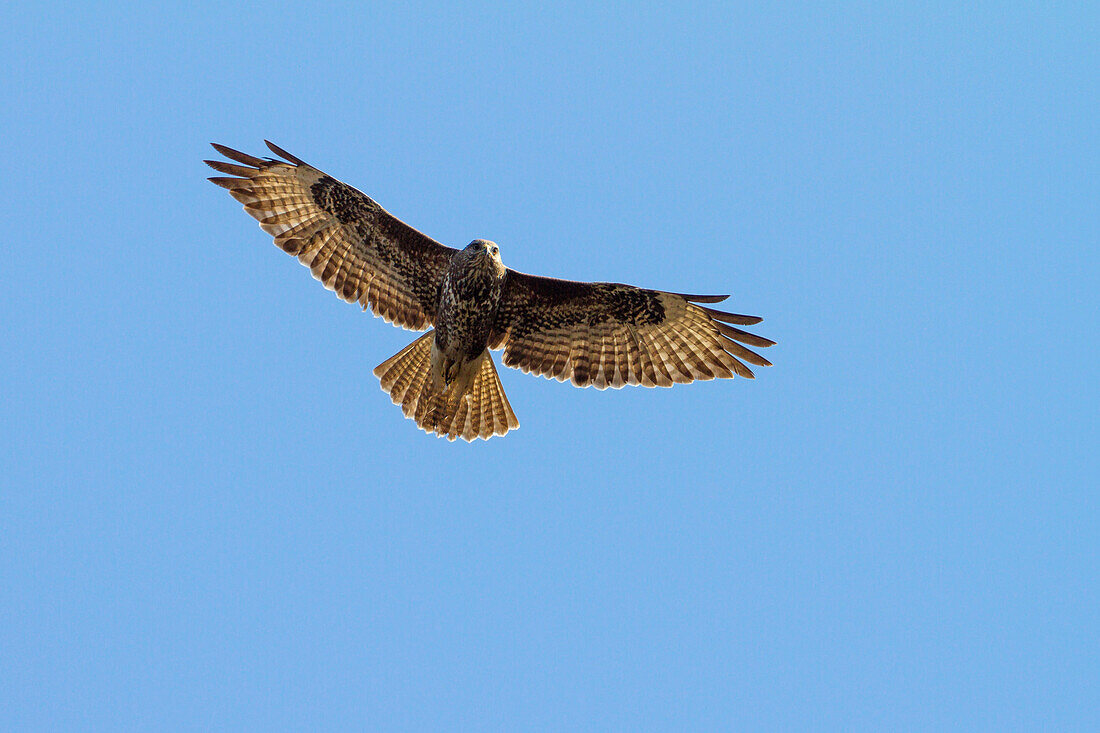 Common Buzzard in flight, Buteo buteo, Germany, Europe