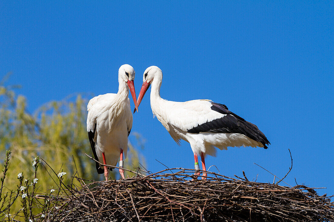 White Storks pair on nest, Ciconia ciconia, Europe