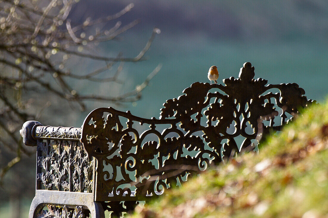 Robin on garden bench, Erithacus rubecula, Odenwald, Baden-Wuerttemberg, Germany