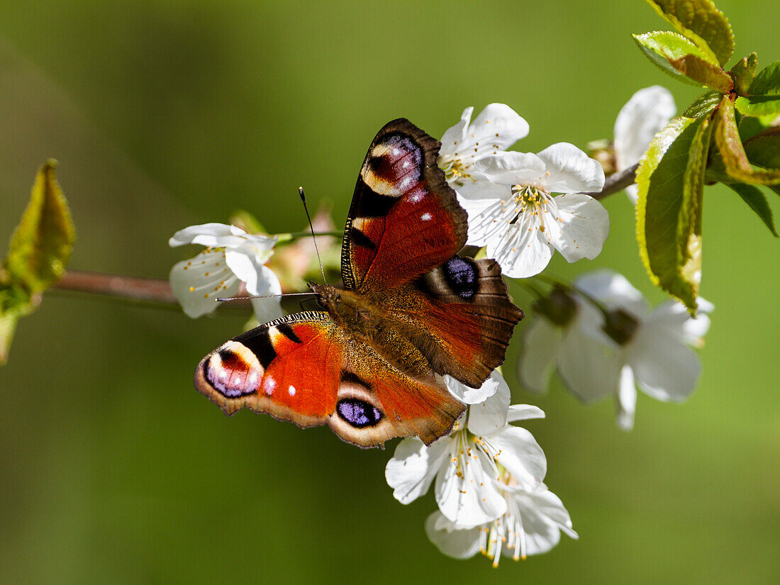 European Peacock butterefly in cherry tree, Inachis io, Bavaria, Germany, Europe