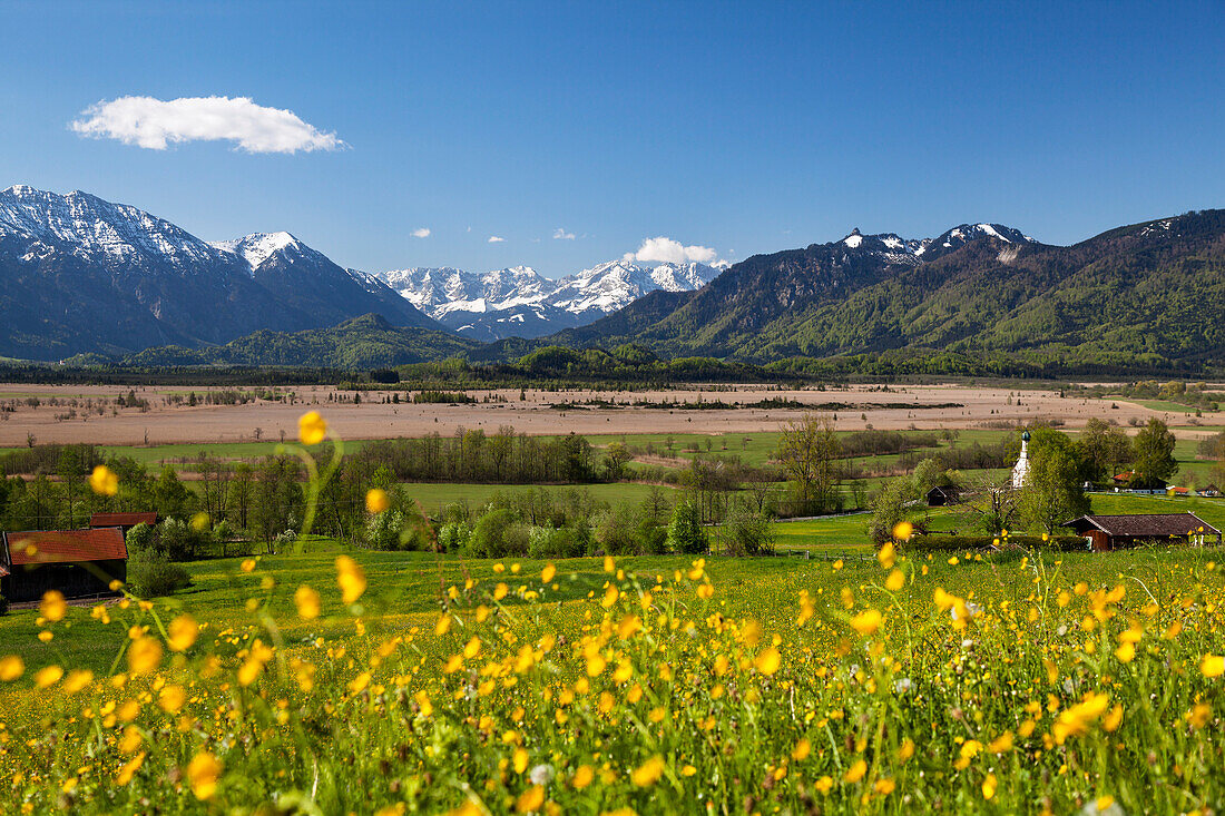 Moor, Murnau, Alps, flowering meadow, Landkreis Garmisch-Partenkirchen, Upper Bavaria, Germany, Europe