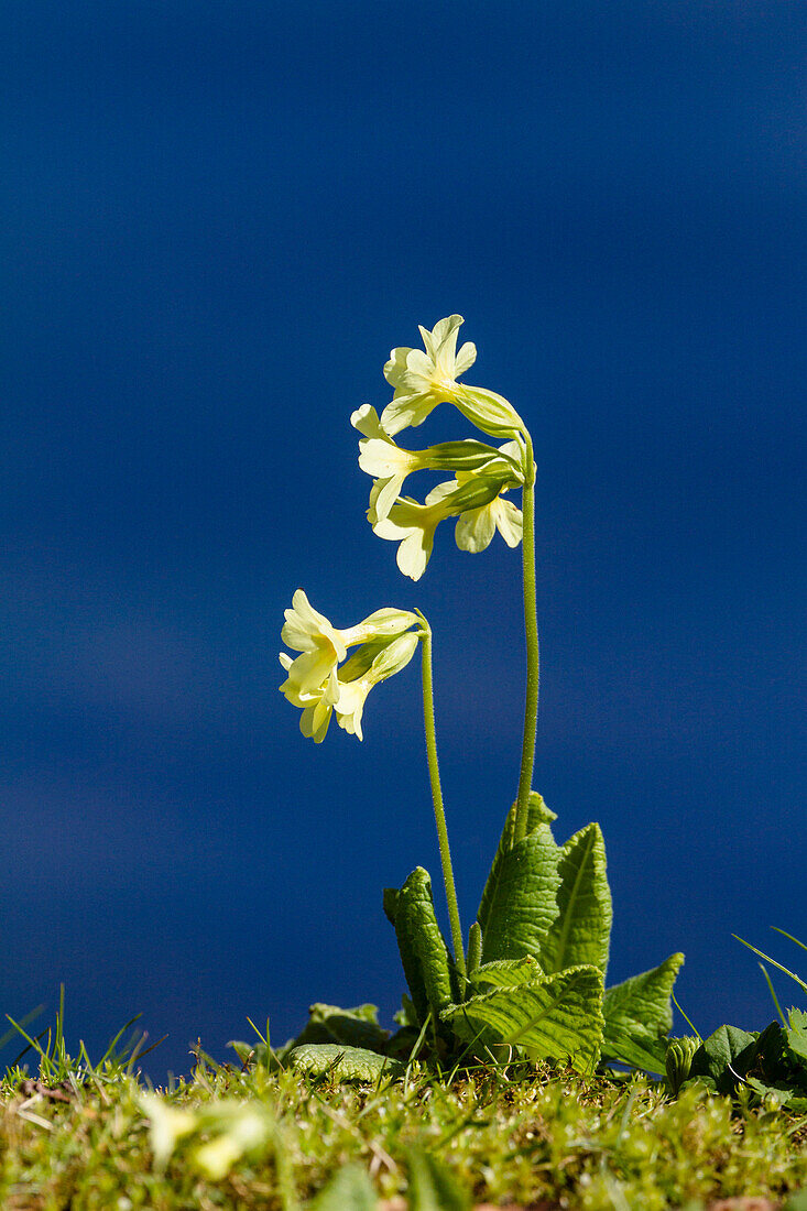 Cowslip, Primula elatior, Upper Bavaria, Germany, Europe