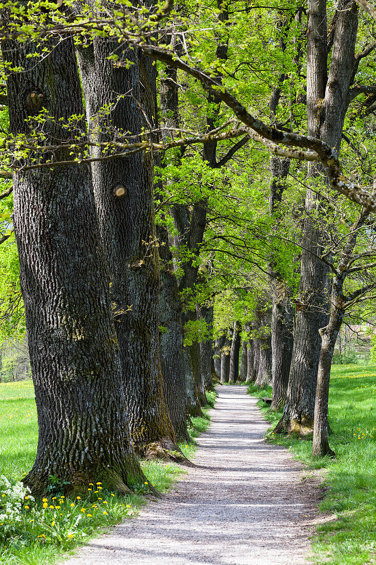 Eichen-Allee im Frühling, Kottmüller-Allee, Murnau, Oberbayern, Deutschland