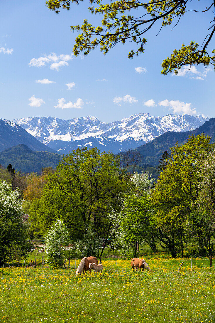 Haflinger horses near Murnau, Wetterstein mountains, Alps, Upper Bavaria, Germany