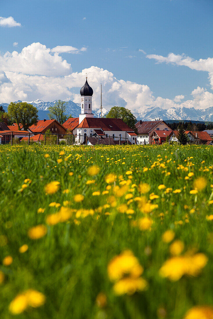 Iffeldorf Village near Osterseen with flowering dandelion meadow, Alps, Upper Bavaria, Germany, Europe