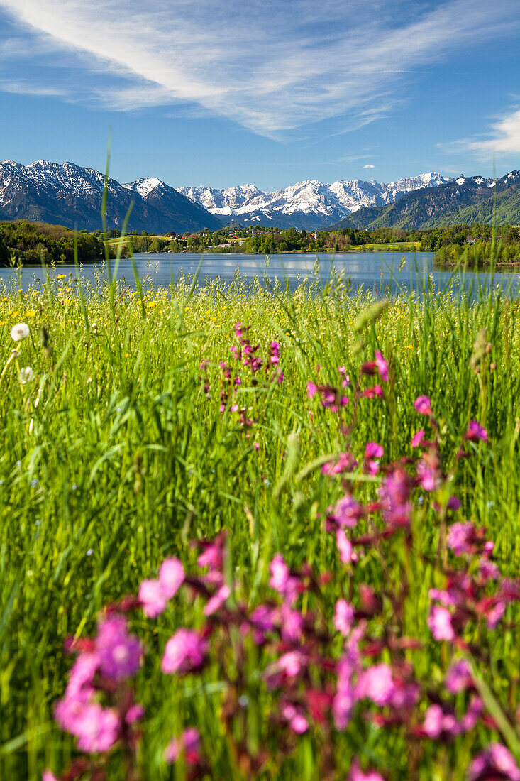 lake Riegsee with flowers and Alps in spring, Upper Bavaria, Germany