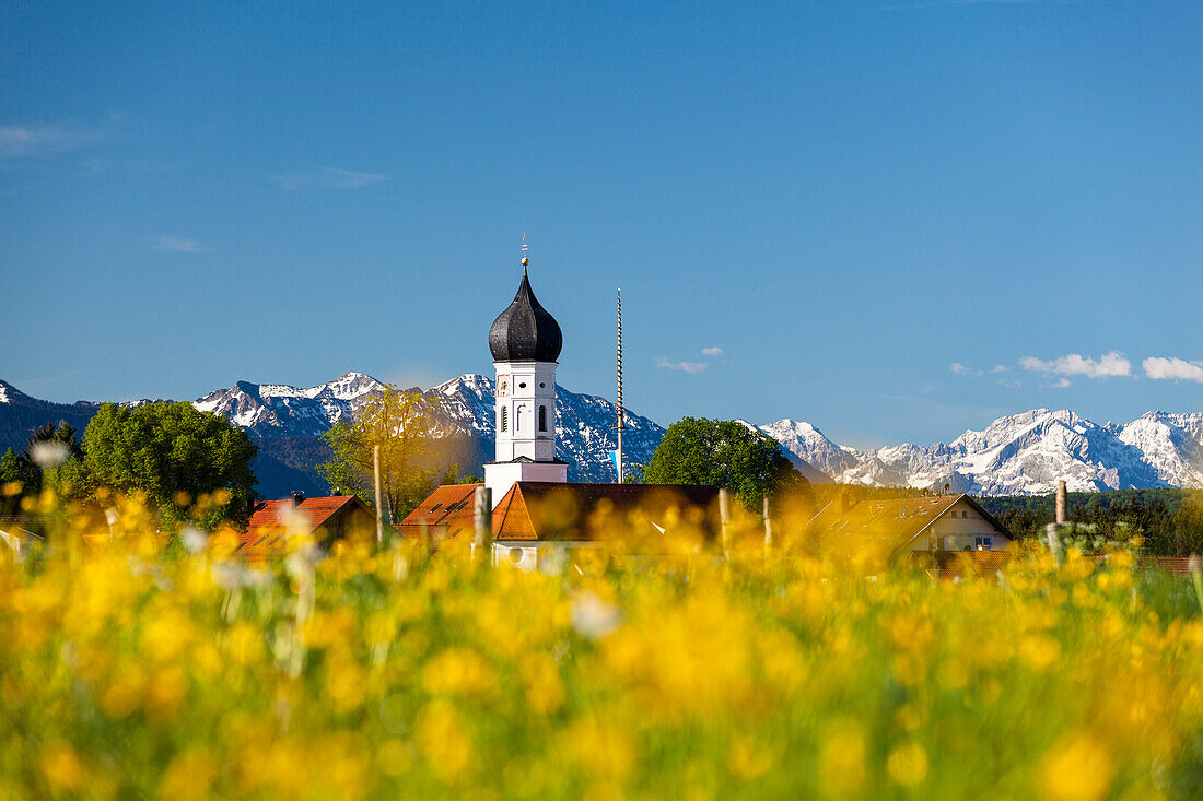 Iffeldorf Village with flowering dandelion meadow, Alps, Upper Bavaria, Germany, Europe