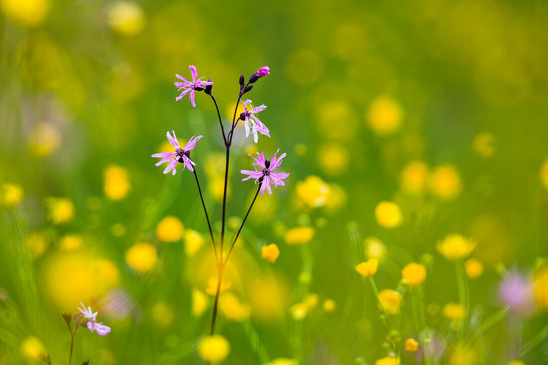 Blumenwiese mit Kuckuckslichtnelke und Hahnenfuß, Lychnis flos-cuculi, Ranunculus acris, Bayern, Deutschland