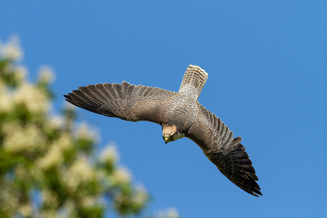 Lanner nosediving, Falco biarmicus, male, Europe, captive