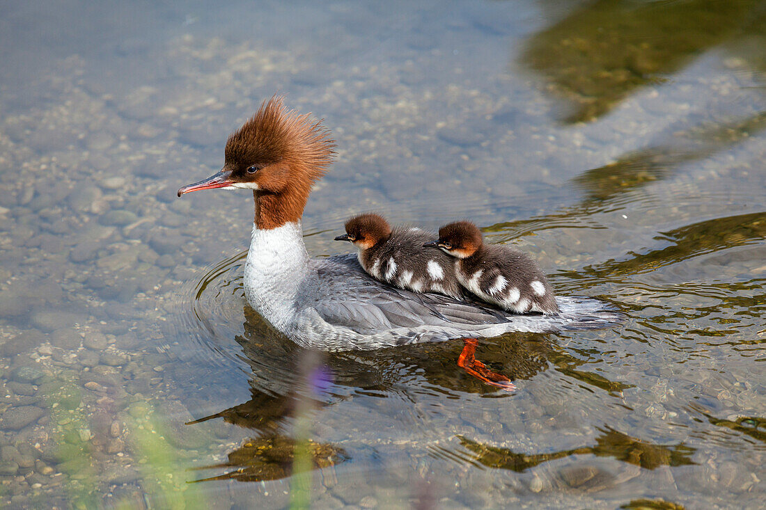 Gänsesäger, Weibchen mit Küken, Mergus merganser, Oberbayern, Deutschland