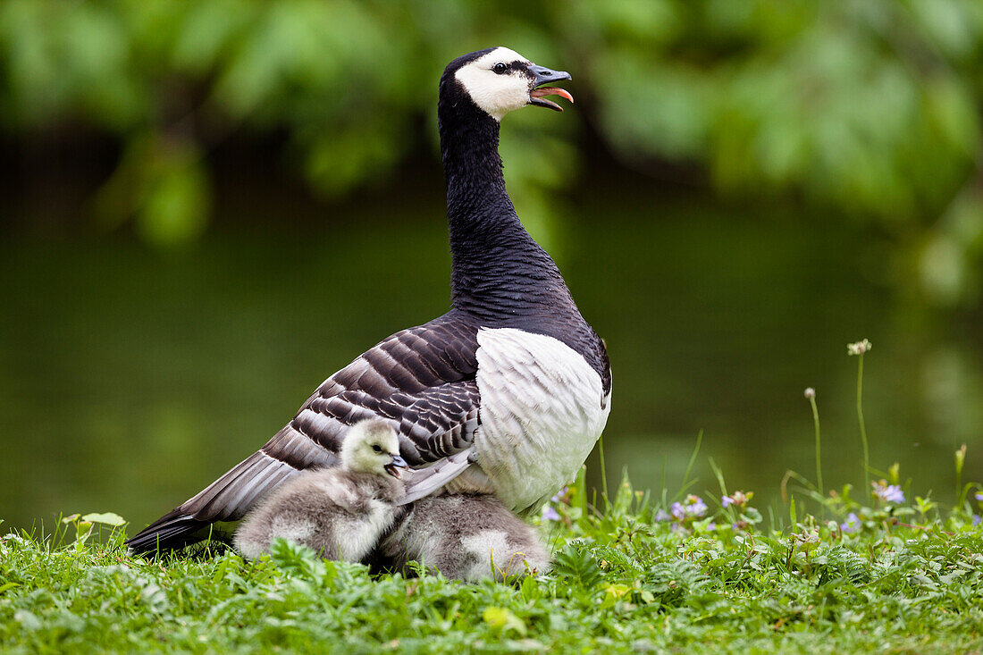 Weißwangengans mit Küken, Branta leucopsis, Bayern, Deutschland