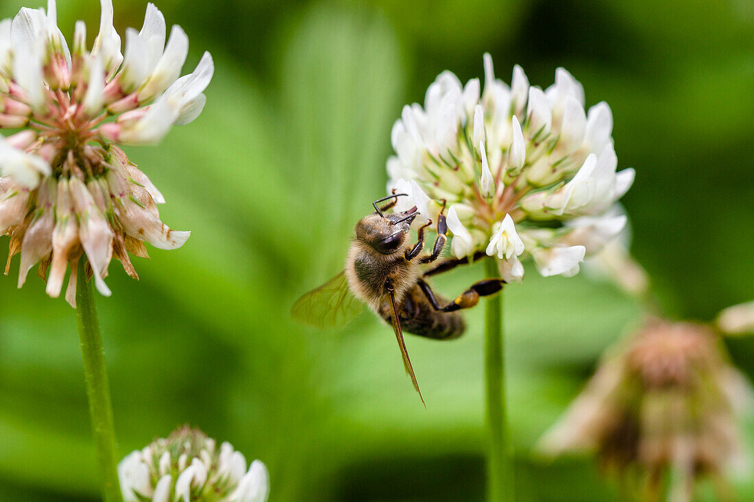 Honigbiene an Weißklee, Apis mellifera, Trifolium repens, Bayern, Deutschland