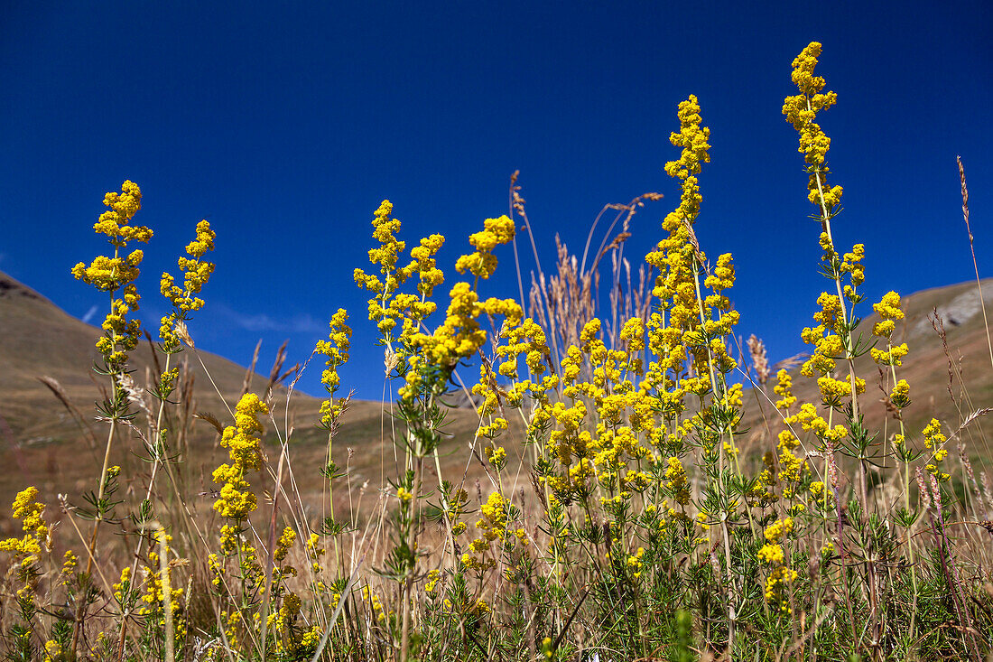 yellow wildflower, Galium verum, Alps, Queyras, France, Europe