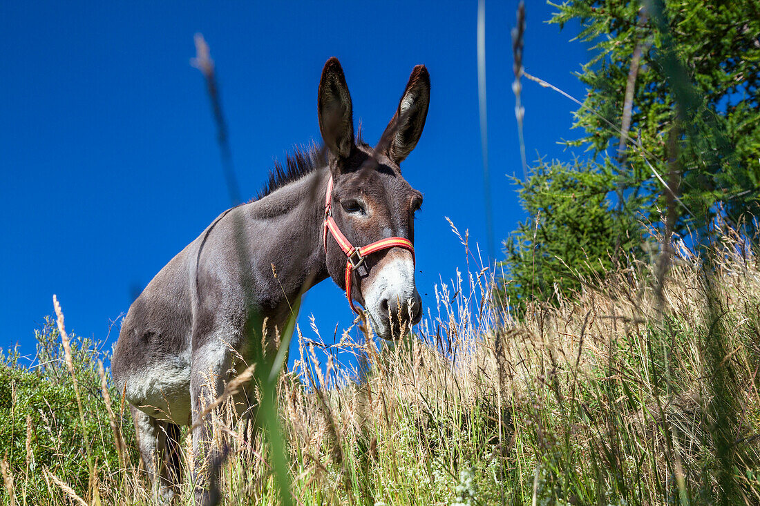 Donkey in Queyras, Equus asinus, Alps, Southern France, Europe