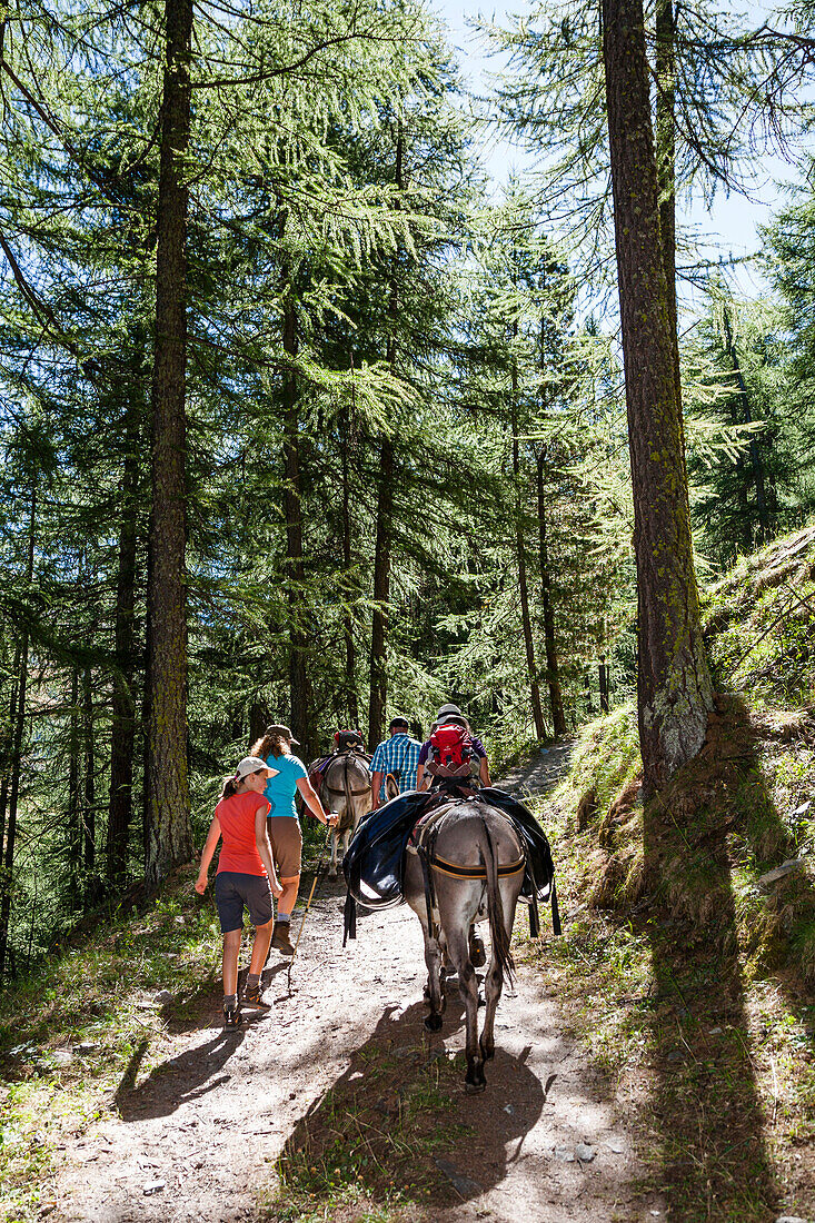 Eselswanderung im Queyras, Alpen, Frankreich, Europa