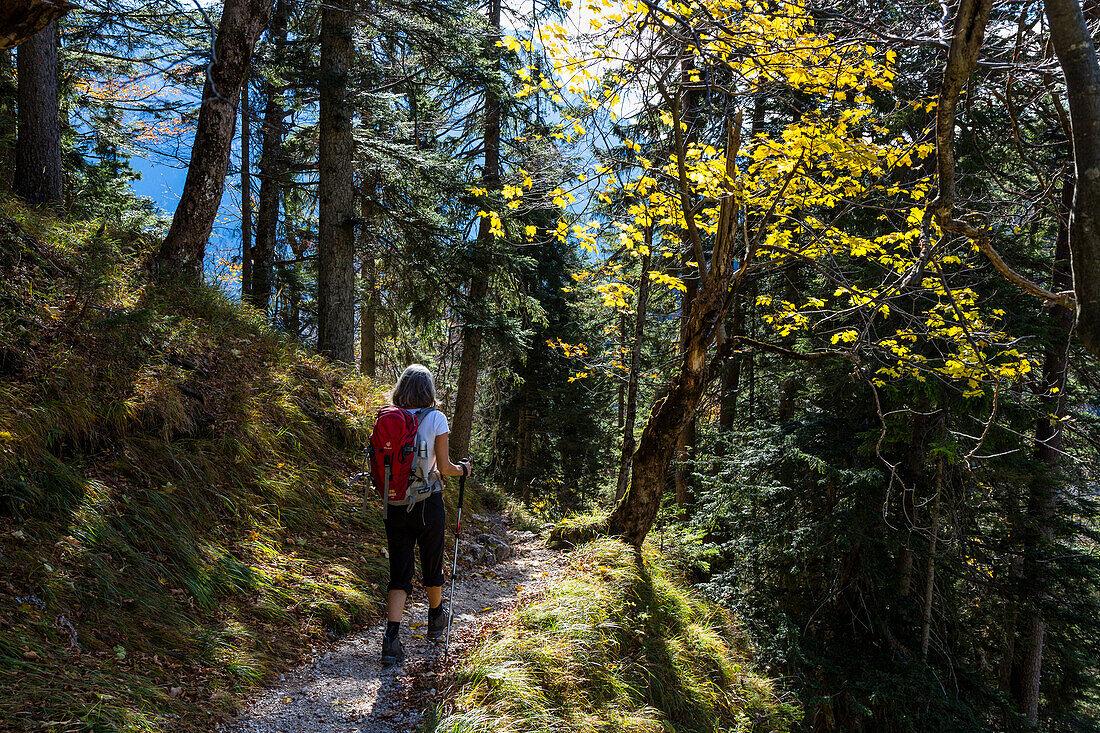 hiker in mountain forest, Mixed forest, fall, Kramer, Garmisch, Kramer, Garmisch, Upper Bavaria, Alps, Germany, Europe